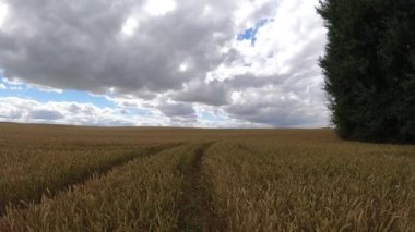 Summer wheat field and clouds motion, time lapse