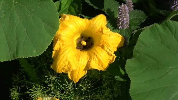 Many Bees Yellow Pumpkin Blossom Wind — Video Stock