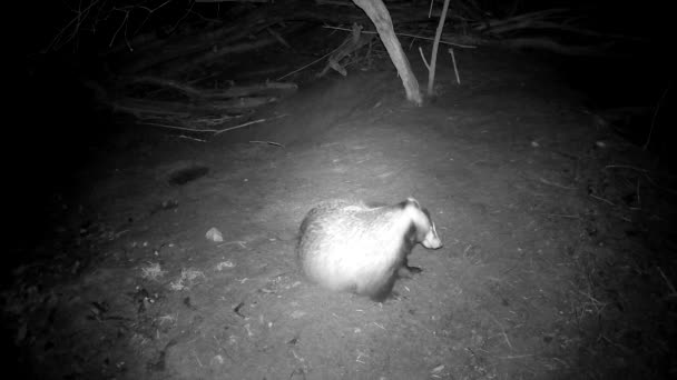 Badger Meles Meles Who Wakes Spring Scratches His Fur — Stok Video