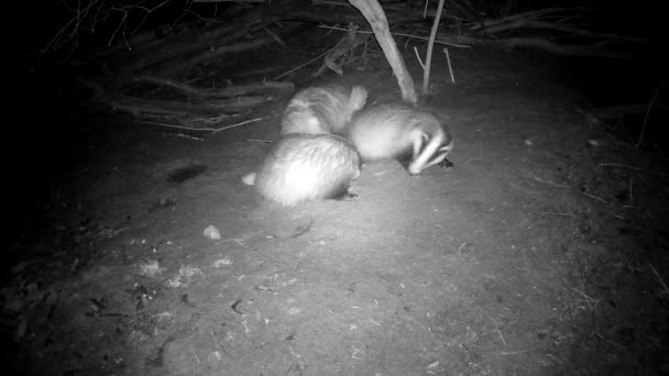 Three Badgers Meles Meles Waking Spring Caves — Stok Video