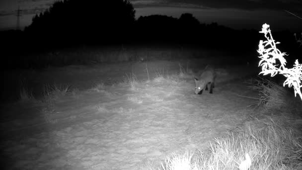 Red Fox Country Road Summer Night Sees Trail Camera — стоковое видео
