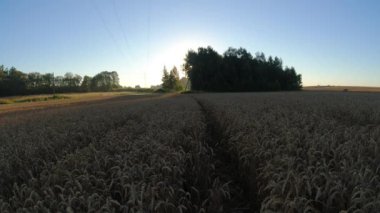 Summer end ripe wheat field and sunrise sun in morning, time lapse