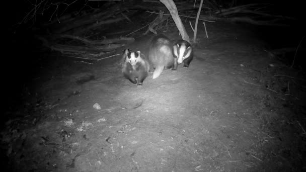 Family Four Badgers Waking Spring Caves Night Trail Camera — Vídeo de Stock