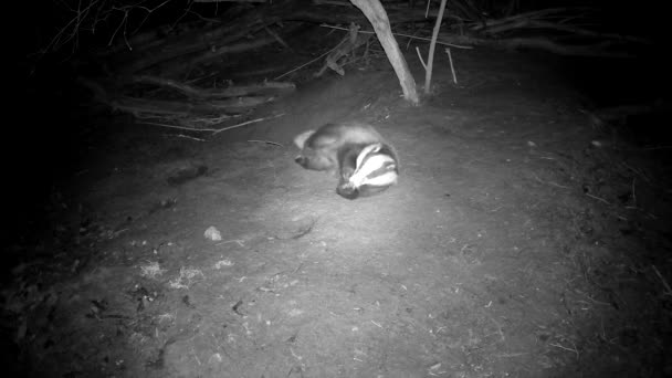 One Badger Meles Meles Who Wakes Spring Scratches His Fur — Video