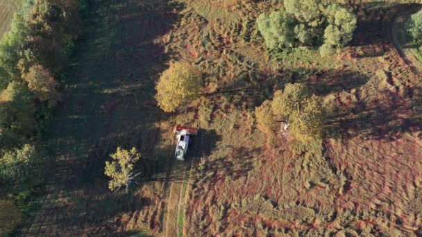 Pada Musim Gugur Menggabungkan Pemanen Memotong Bidang Buckwheat Taman Alam — Stok Video