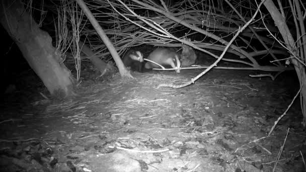 Three Badgers Meles Meles Waking Spring Forest — Stok Video