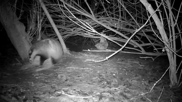 Setelah Musim Semi Membangunkan Badger Menyeret Seikat Rumput Kering Dalam — Stok Video