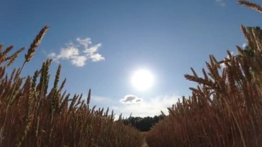 Yaz olgunlaşmış buğday tarlası ve bulutlar hareket ediyor, zaman geçiyor