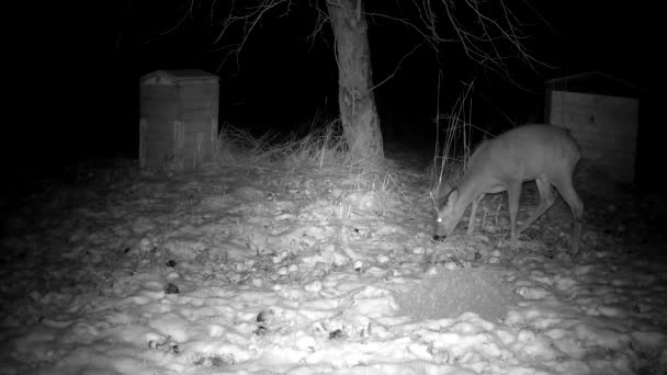 Roe Cervo Capreolus Comer Maçãs Congeladas Jardim Noite Inverno — Vídeo de Stock