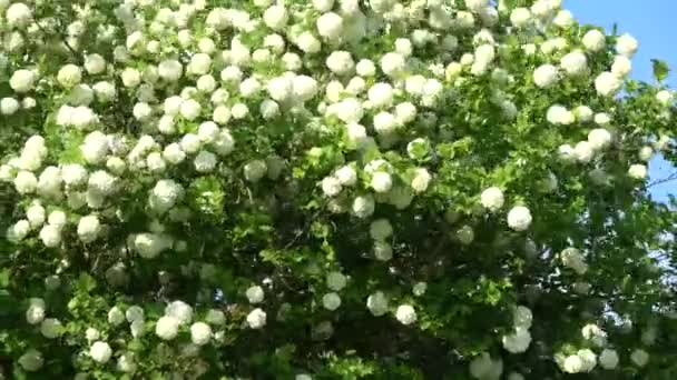 Губернатор Viburnum Троянди Кущ Квітучий Вітрі — стокове відео