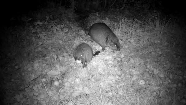 Dois Beavers Noite Outono Comendo Maçãs Jardim Fazenda Animais Noite — Vídeo de Stock