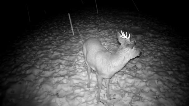 Cervo Macho Roe Capreolus Capreolus Inverno Nevasca Nevasca Animais Noite — Vídeo de Stock
