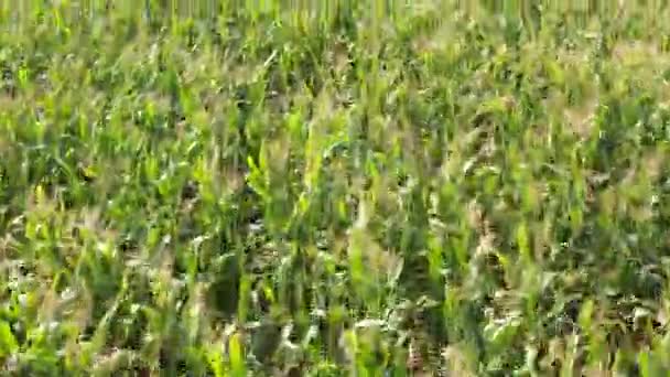晩夏の農地のトウモロコシ畑 空中風景 — ストック動画