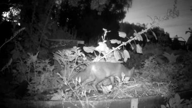 Genç kızıl tilki gübre kutusunda yaz gecesi yiyecek arıyor. İzleme kamerası