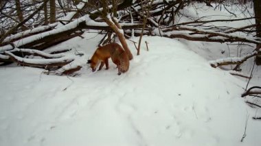 Kızıl Tilki Vulpes kışın bir porsuk mağarasını kontrol eder.