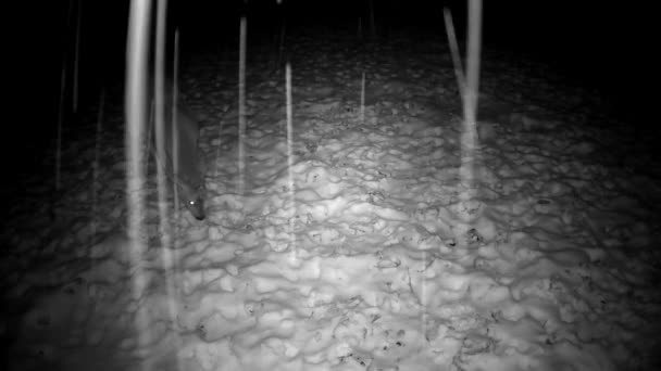 Roe Deer Capreolus Snowstorm Eating Frozen Apples Winter Night Garden — Stock Video