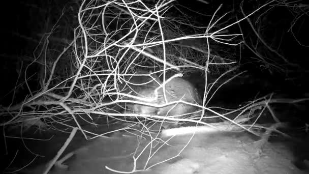 Two Beavers Eats Twigs Ice Pond Winter Snowstorm Night Animals — Stock Video