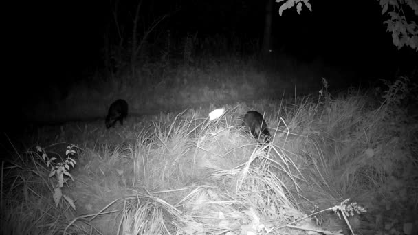 Dois Cães Guaxinim Nyctereutes Procyonoides Noite Verão — Vídeo de Stock