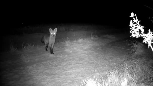 Raposa Vermelha Vulpes Estrada Rural Olhando Câmera Trilha Animais Noite — Vídeo de Stock