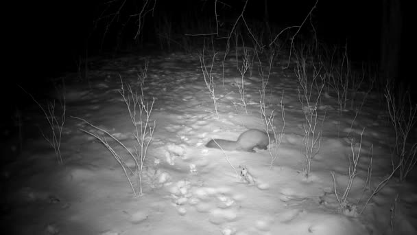 Marten Mustela Взимку Вночі Шукає Їжу Сліди Камери — стокове відео