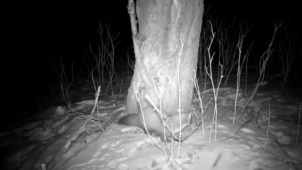Marten Mustela Nella Notte Inverno Cerca Cibo Nel Vecchio Giardino — Video Stock