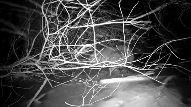 在冬季暴风雪中 两只海狸在冰上吃树枝 夜行动物 — 图库视频影像