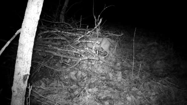 Rotfuchs Jagt Nachts Der Nähe Eines Aststapels Trail Kamera — Stockvideo