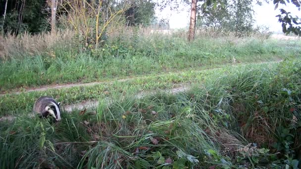 Deux Blaireaux Meles Meles Rentrent Chez Eux Tôt Matin — Video