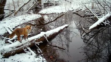 İlkbaharın başında kızıl tilki Vulpes vulpes. İzleme kamerası