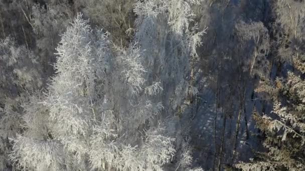 Beautiful Winter Hoarfrost Trees Forest Aerial View — Stock Video