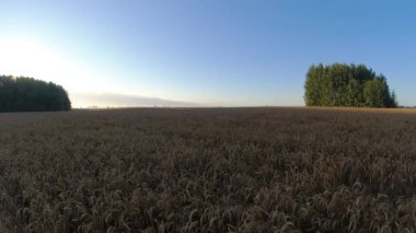 Yaz olgunlaşmış buğday tarlası ve gün doğumu, zaman aşımı
