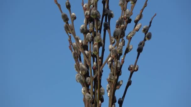 Blossoming Pussy Willow Salix Caprea Rotating — Vídeos de Stock