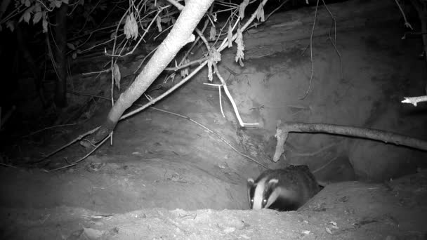 Badger Meles Meles Who Wakes Cave — Stock Video