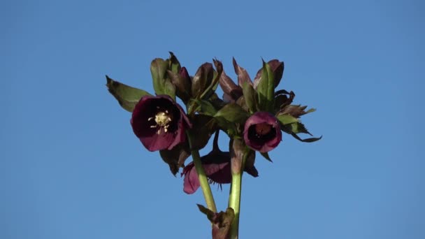 Красивий Букет Helleborus Orientalis Квіти Обертаються Просторі — стокове відео