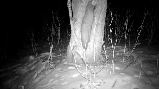 Marten Mustela在冬夜在废弃的花园苹果树洞里寻找食物 追踪摄像头 — 图库视频影像