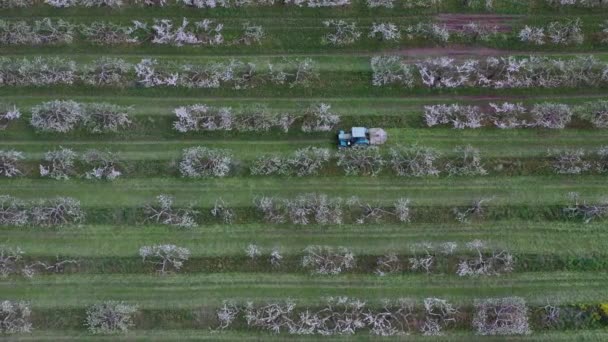 Tracteur Agricole Épand Engrais Dans Verger Pommiers Vue Aérienne — Video