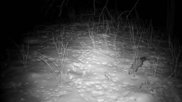Marten Mustela Musim Dingin Malam Mencari Makanan Jejak Kamera — Stok Video
