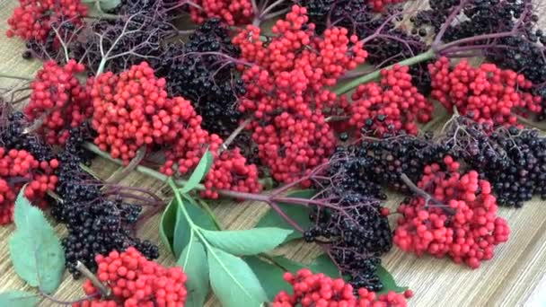 대나무 매트에 빨간색 Sambucus 열매를 — 비디오