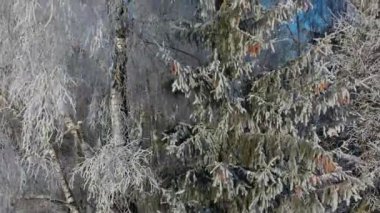 Ormanda kışın soğuk ağaçlar, hava manzarası