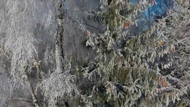 Winterfrostige Bäume Wald Luftaufnahme — Stockvideo