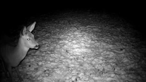 Carneiro Capreolus Noite Inverno Câmera Vida Selvagem — Vídeo de Stock