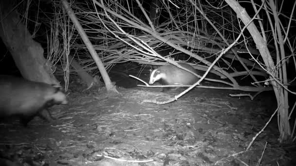Three Badgers Meles Spring Awakening Cave Wildlife Camera — Stock Video