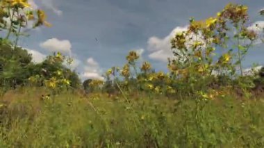 St. Johns Wort Hypericum Performans Bitkisi Rüzgarda uçuşan tıbbi bitkiler, zaman aşımı