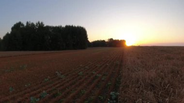 Yarısı ekilmiş buğday tarlası ve gün doğumu, zaman aşımı