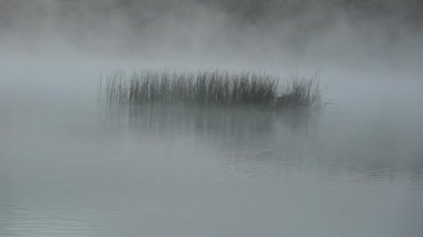 Sabah sisi göl ve ormanın üzerinde, yakınlaş
