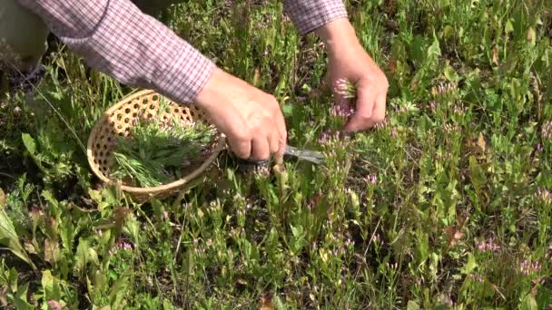 Erborista Campo Estivo Raccoglie Comune Centaury Centaurium Erythraea Erba Medica — Video Stock