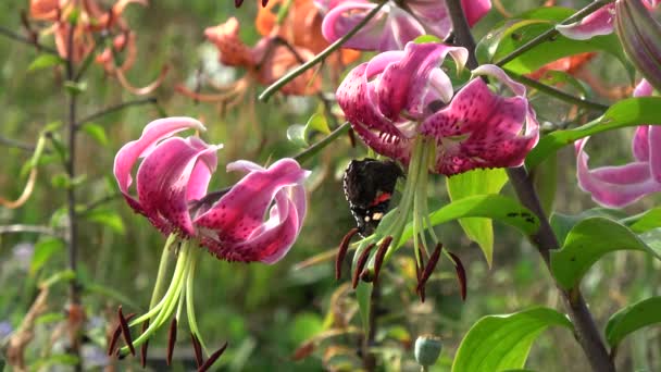Бабочка Красный Адмирал Ванесса Аталанта Цветке Лилии — стоковое видео