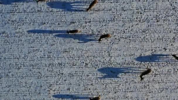 Stado Sarny Capreolus Polu Uprawnym Zimą Widok Lotu Ptaka — Wideo stockowe