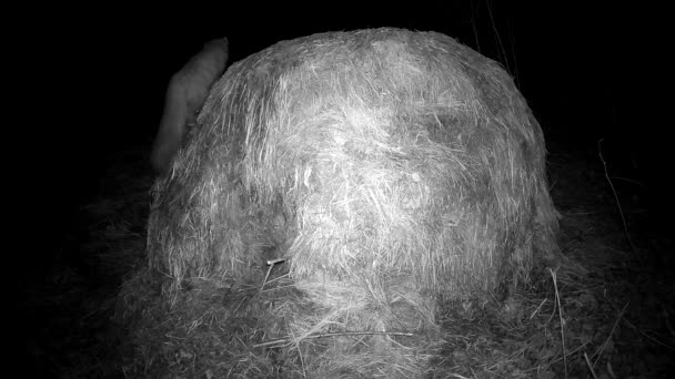 Marten Mustela Noite Outono Procura Comida Pilha Feno Câmera Trilha — Vídeo de Stock