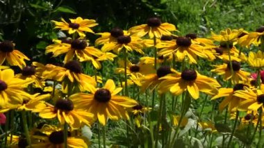 Rudbeckia çiçekleri yaz bahçesinde ve rüzgarda